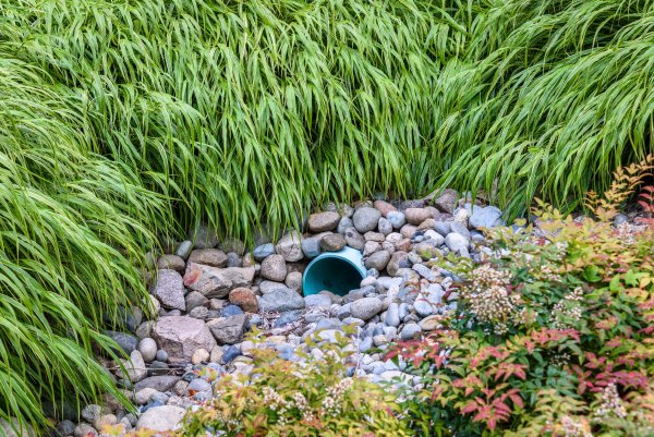 A stormwater drain surrounded by plants