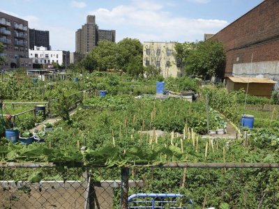 With the COVID-19 pandemic exposing weaknesses in food supply chains, the focus on localizing food systems has sharpened, especially in and around big cities. Answering questions about how much food urban agriculture can actually contribute is more important than ever, researchers say. Photo: Getty Images/Boogich