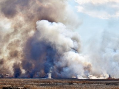 How Prescribed Burns Can Help Restore Eastern US Forests