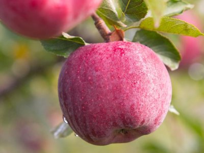 Penn State awarded grant for workforce development for Spanish-speaking farmers | Penn State University