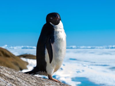 Sea ice loss increases snowfall over West Antarctica